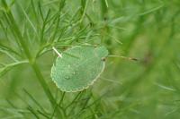 Palomena prasina
