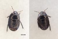 Geotomus punctulatus