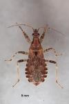 Himacerus mirmicoides
