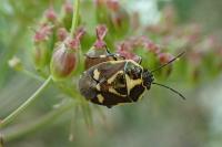 Eurydema oleracea