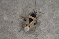 Xanthochilus quadratus