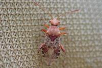 Rhopalus subrufus