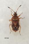 Kleidocerys resedae