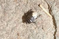 Cydnus aterrimus