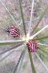 Graphosoma italicum italicum