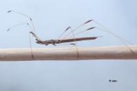 Neides tipularius