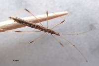 Neides tipularius