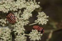 Graphosoma italicum italicum