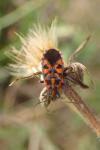 Spilostethus saxatilis