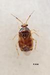 Deraeocoris lutescens