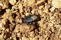 Cydnus aterrimus