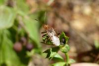 Rhopalus subrufus