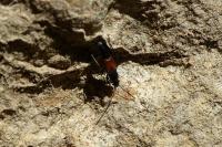 Pterotmetus staphyliniformis