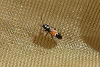 Pterotmetus staphyliniformis