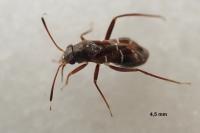 Pilophorus clavatus