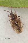 Dictyonota fuliginosa