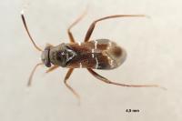 Pilophorus clavatus