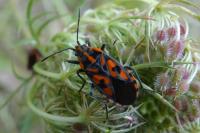 Spilostethus saxatilis