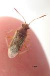 Rhopalus parumpunctatus