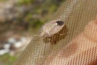 Peribalus strictus vernalis