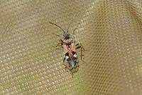 Beosus maritimus