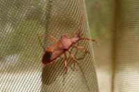 Gonocerus acuteangulatus