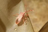 Gonocerus acuteangulatus
