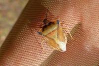 Carpocoris fuscispinus