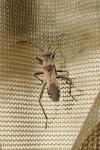 Alydus calcaratus