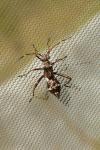 Alydus calcaratus