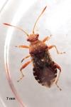 Rhopalus subrufus