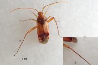 Megacoelum infusum