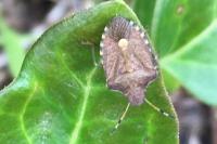 Peribalus strictus vernalis