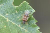 Kleidocerys resedae