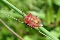 Carpocoris purpureipennis