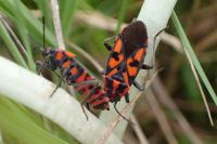Spilostethus saxatilis