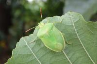 Palomena prasina
