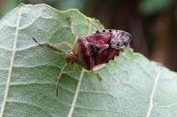 Elasmucha grisea