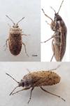 Emblethis denticollis