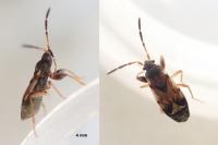 Scolopostethus thomsoni