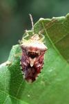 Elasmucha grisea