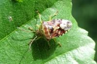 Elasmucha grisea