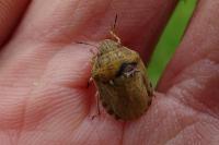 Eurygaster maura