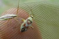 Calocoris roseomaculatus roseomaculatus