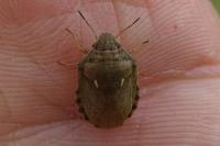 Eurygaster maura