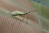 Leptopterna dolabrata