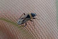 Xanthochilus quadratus
