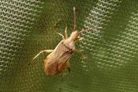 Ceraleptus lividus