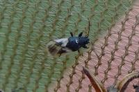 Metopoplax ditomoides