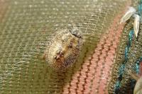 Dolycoris baccarum